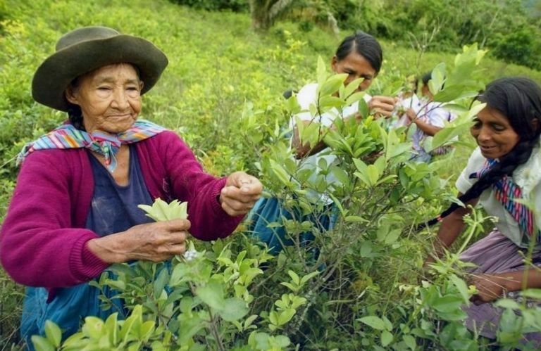 Peru Pecahkan Rekor: Pertanian Daun Koka Tembus 95.000 Hektar, Tantangan Global dalam Perang Melawan Narkoba Semakin Mendesak