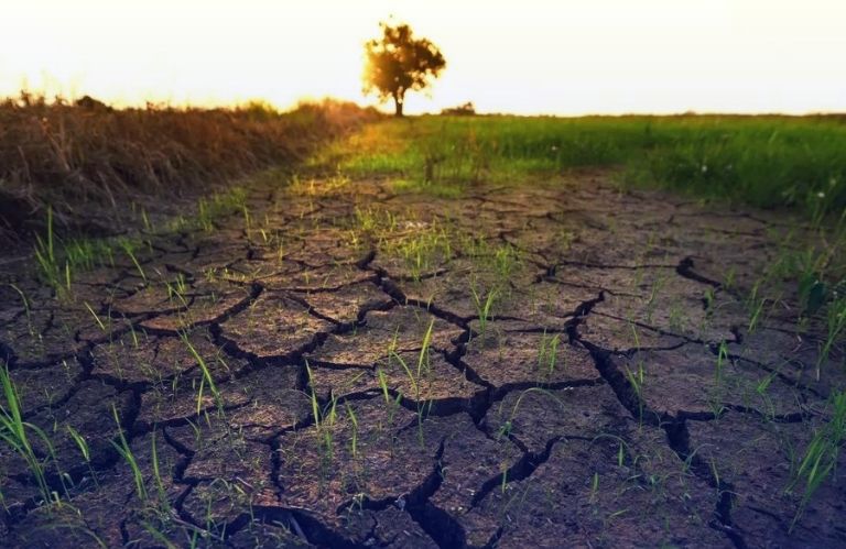 Menteri Pertanian: Dampak El Nino Ancam 80% Lahan Pertanian di Indonesia