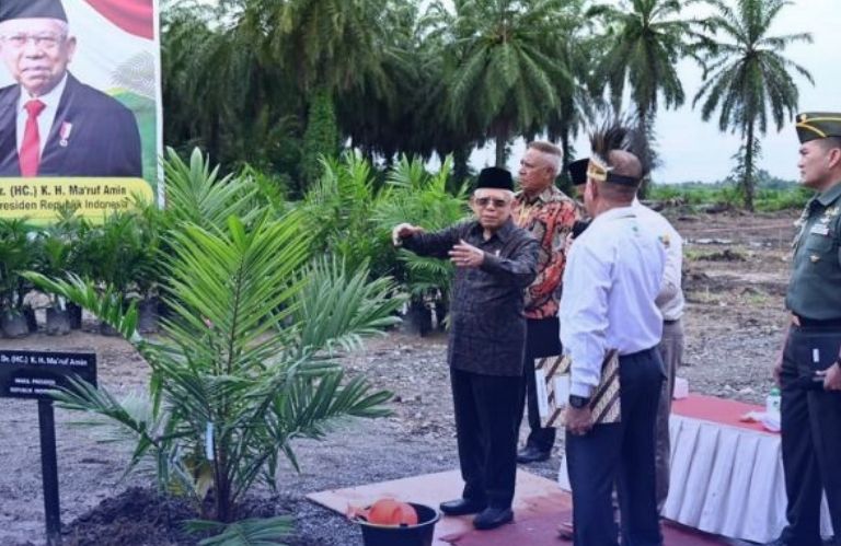 Transformasi Sukses: Wapres Ma'ruf Amin Tinjau Program Peremajaan Kelapa Sawit Rakyat di Papua Barat